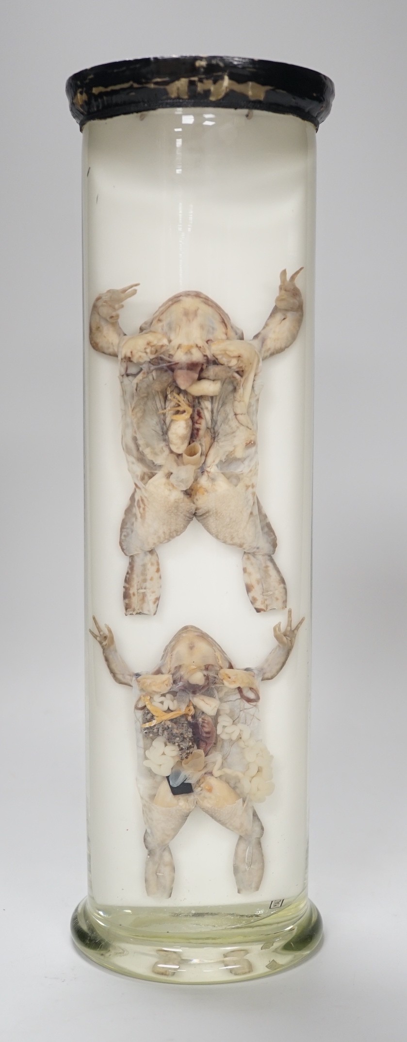 A biological specimen - Rana Temporaria (Common frog) reproductive systems, male and female forms, prepared by Flatters and Garnett, Manchester, circa 1920's/30's. 31cm high